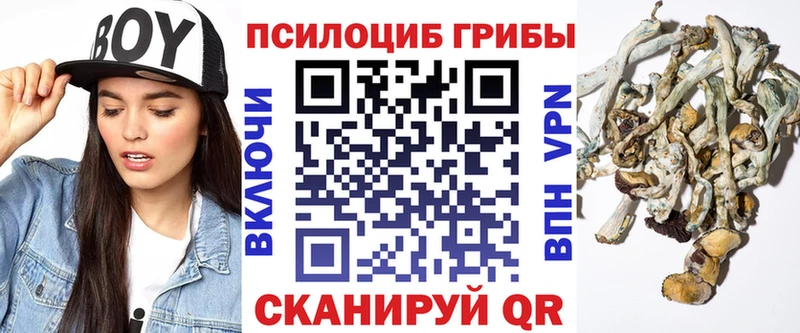 где можно купить наркотик  Жуковка  Галлюциногенные грибы Psilocybe 